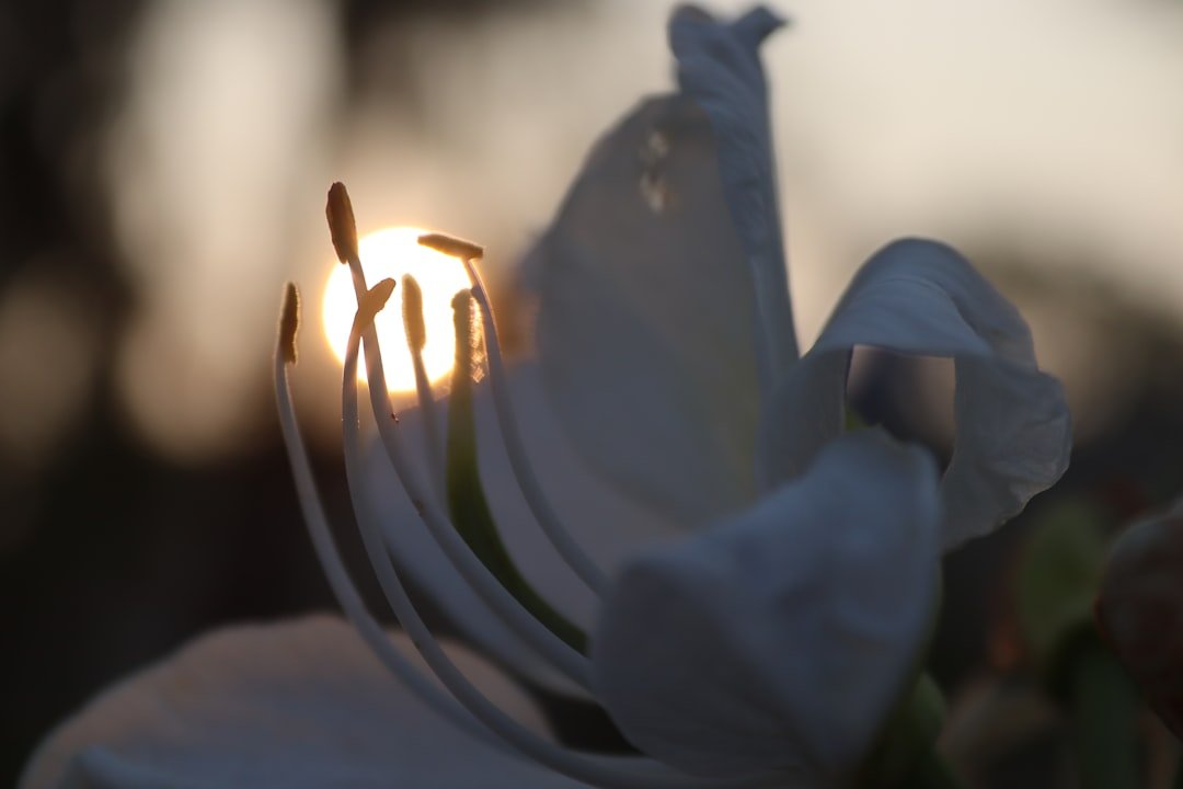 Video Tributes & Enhanced Media in Premium Memorials