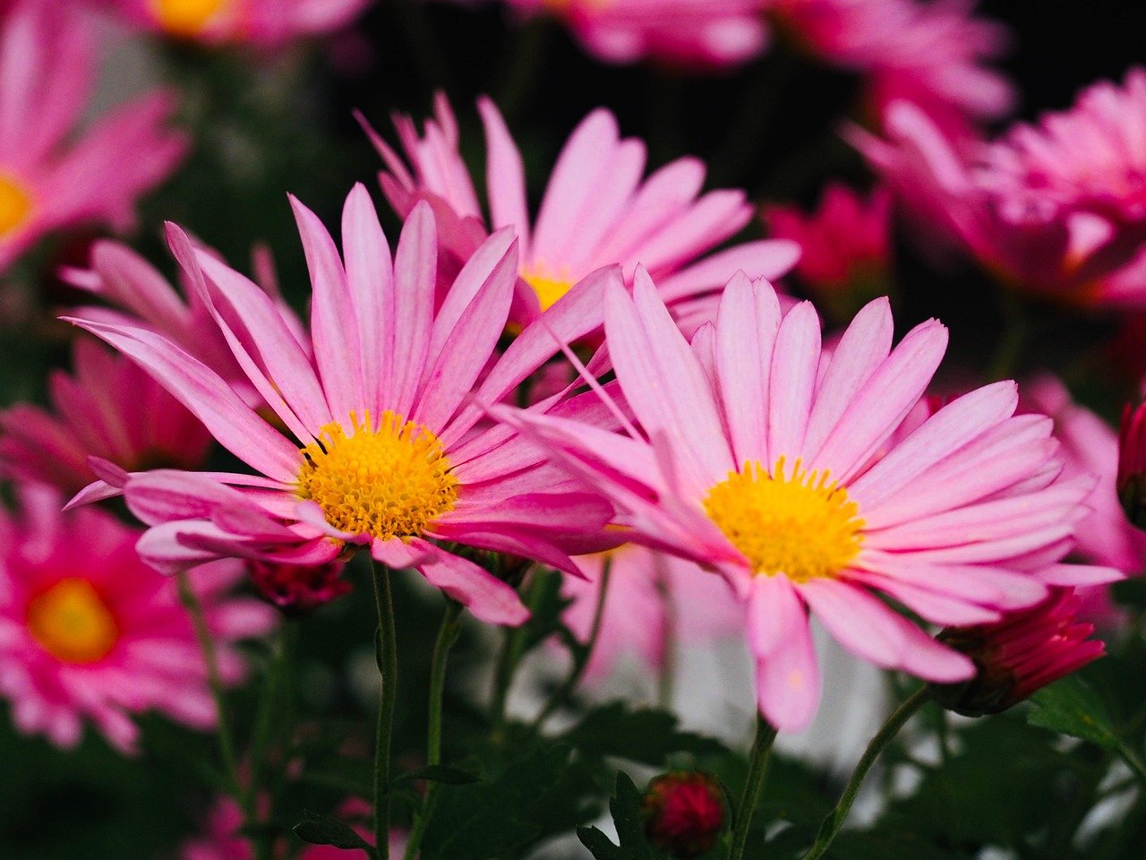 Chrysanthemum flowers for sibling grief memorial.