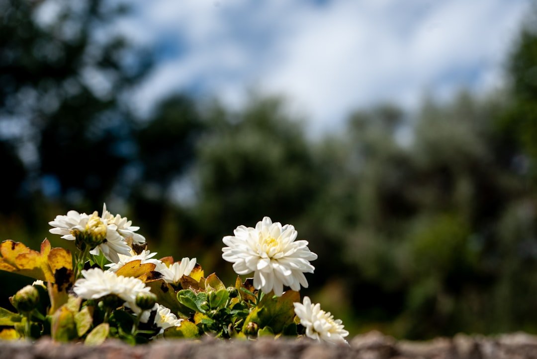 White flowers on brown soil, pet memorial.