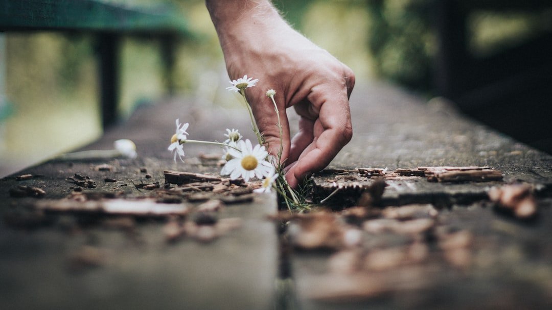 Hands hold daisy, symbolizing presence and mindfulness.