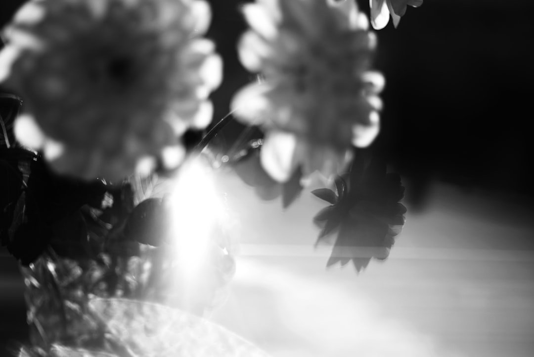 Blurred white flowers, bright light flare. Mother's goodbye poem.