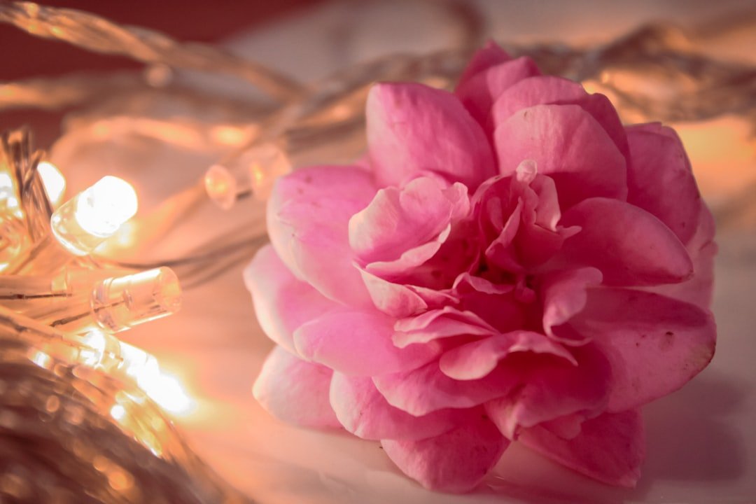 Pink flower, tilt-shift lens. Memorial page writing inspiration.