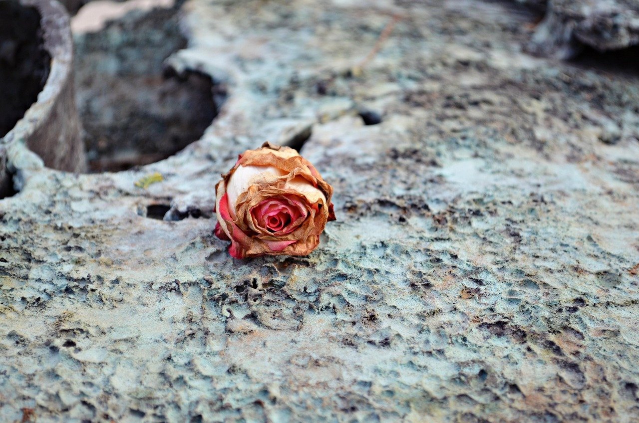 Cemetery dried rose: finding peace after sudden loss goodbye.