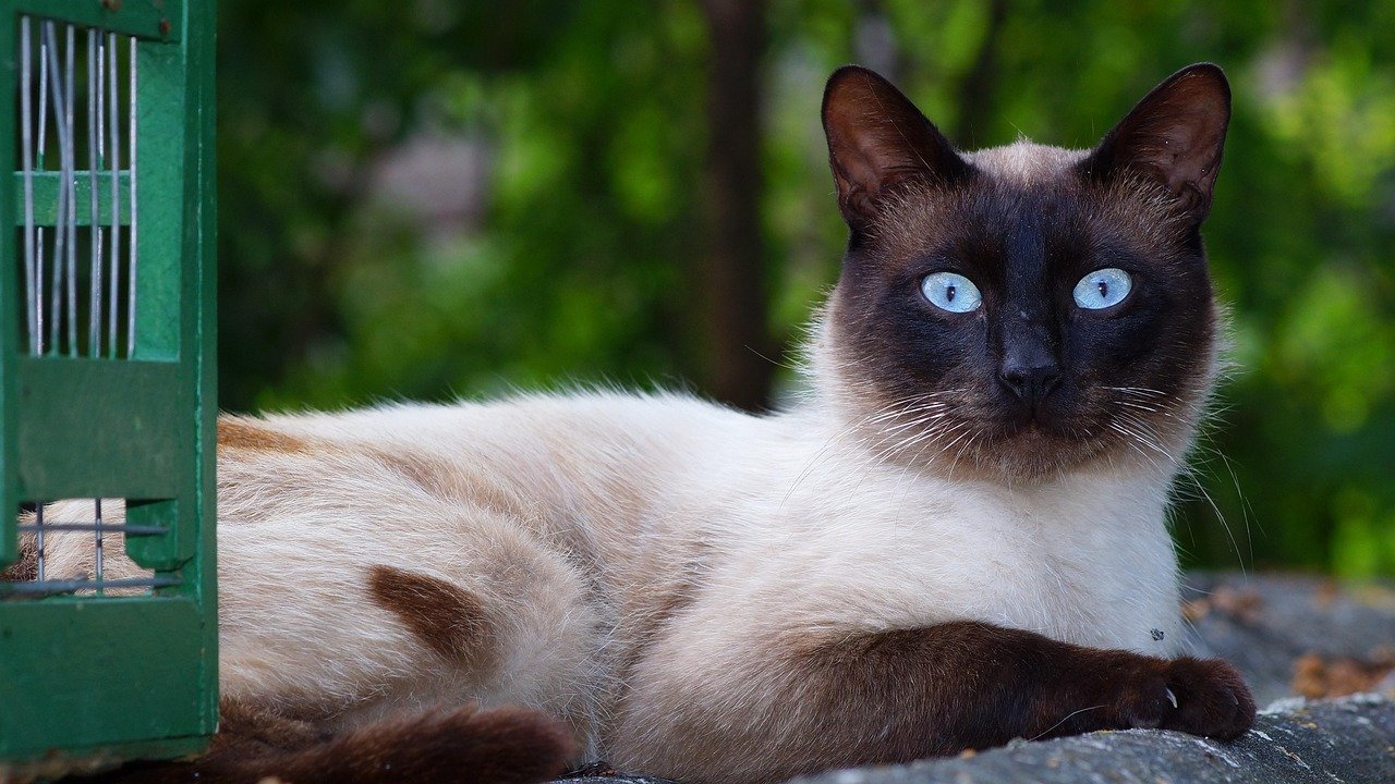 Siamese cat, blue eyes, curious, outdoor, lounging, neighbor's pet.