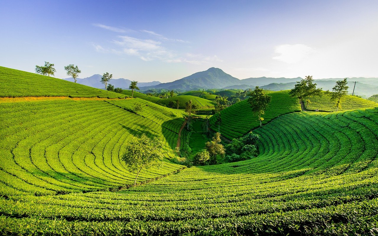 Vietnamese tea hill: expected farewell after long illness.
