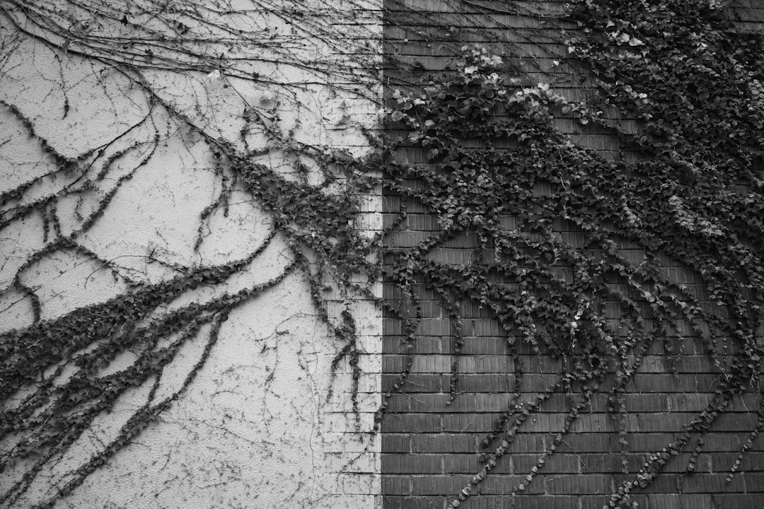Ivy growing on two walls, symbolizing continuing bonds.