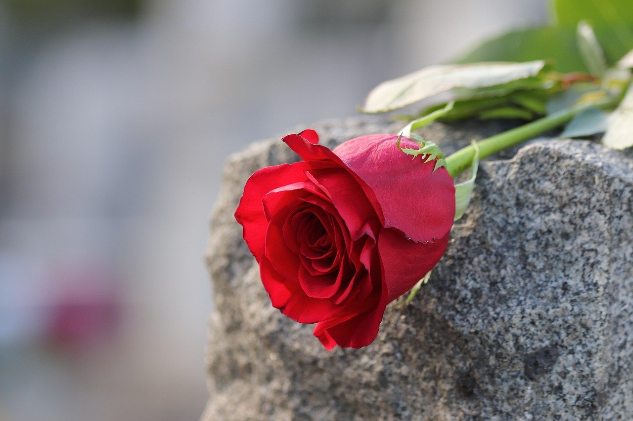 Red rose on marble, gravestone. Remembering a loved one.