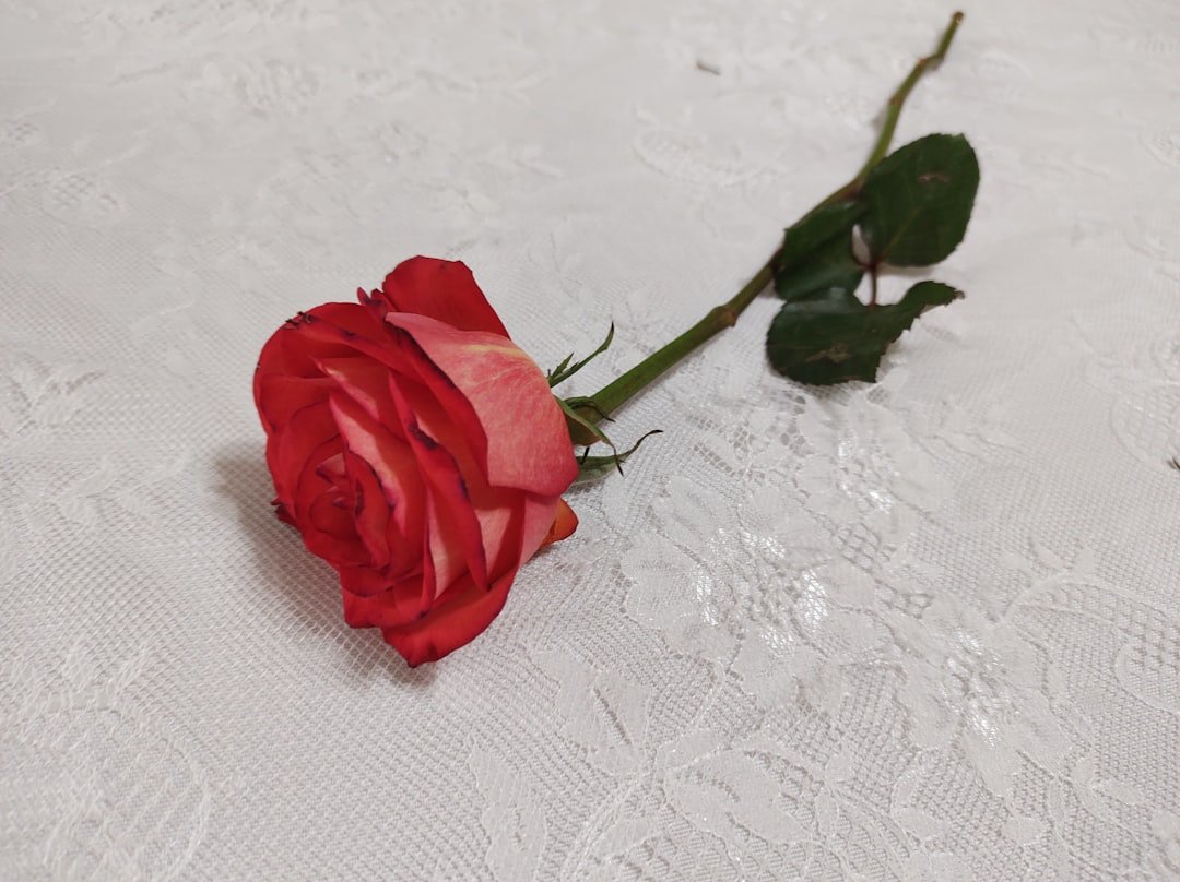 Red rose on white, professional grief, personal loss.